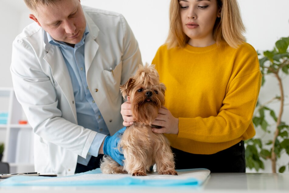 Pet Insurance For Dogs: Tips For Finding The Right Policy